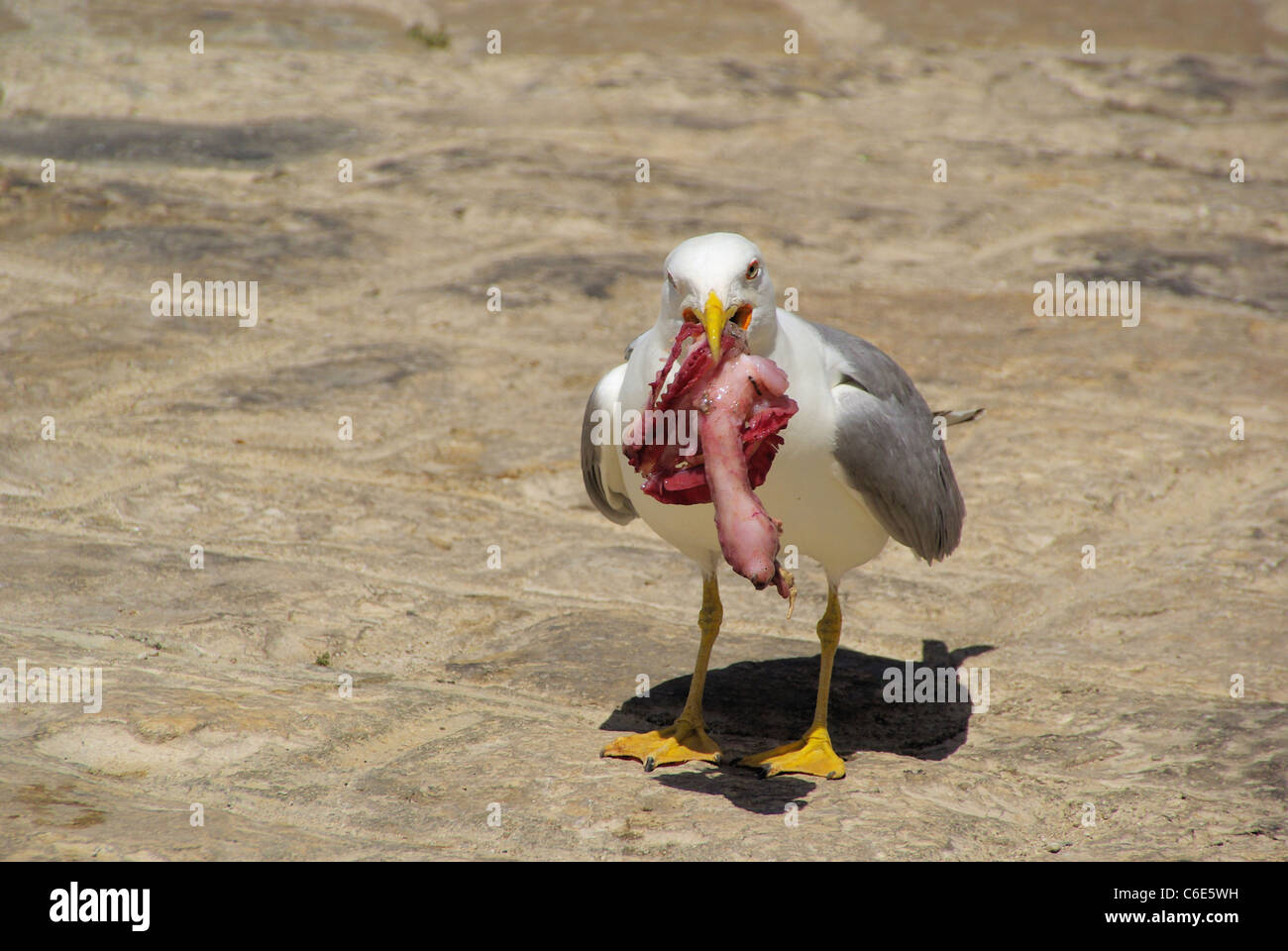 Möwe mit Fisch - gull avec 07 poissons Banque D'Images