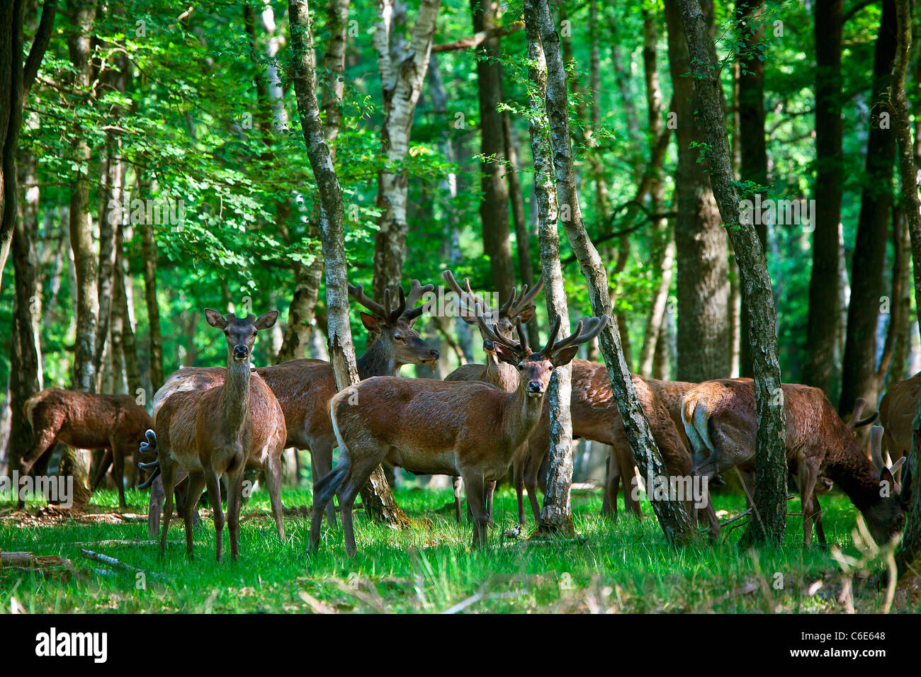 La faune en forêt de Rambouillet Banque D'Images