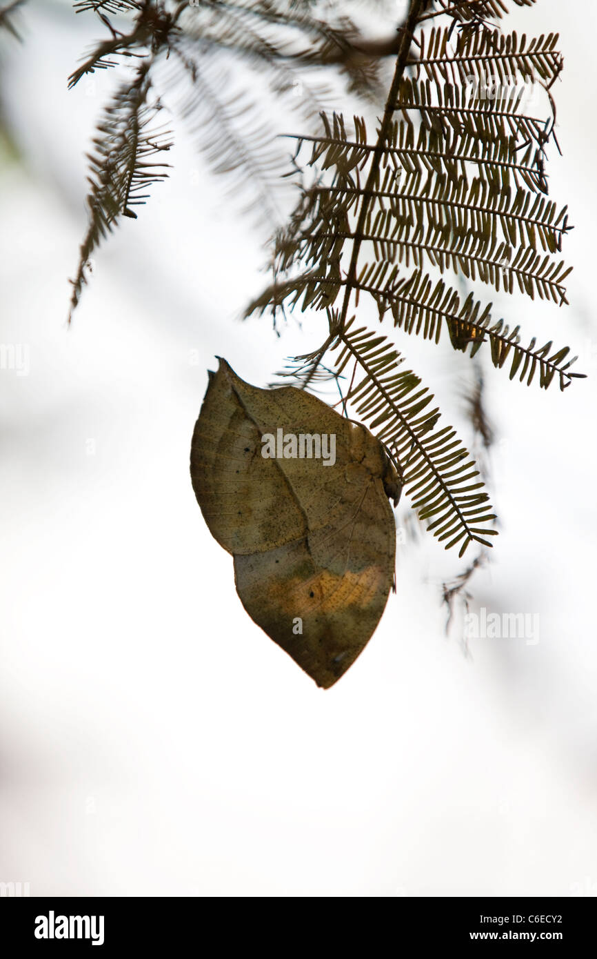 Une Orange Oakleaf ou feuille morte papillon sur un arbre, Kallima inachus Banque D'Images