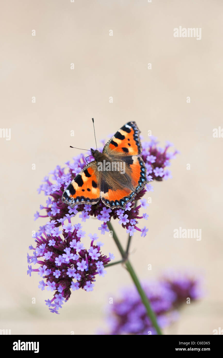 Aglais urticae. Les petites écailles de papillon sur la Verveine bonariensis fleurs dans un jardin anglais. UK Banque D'Images