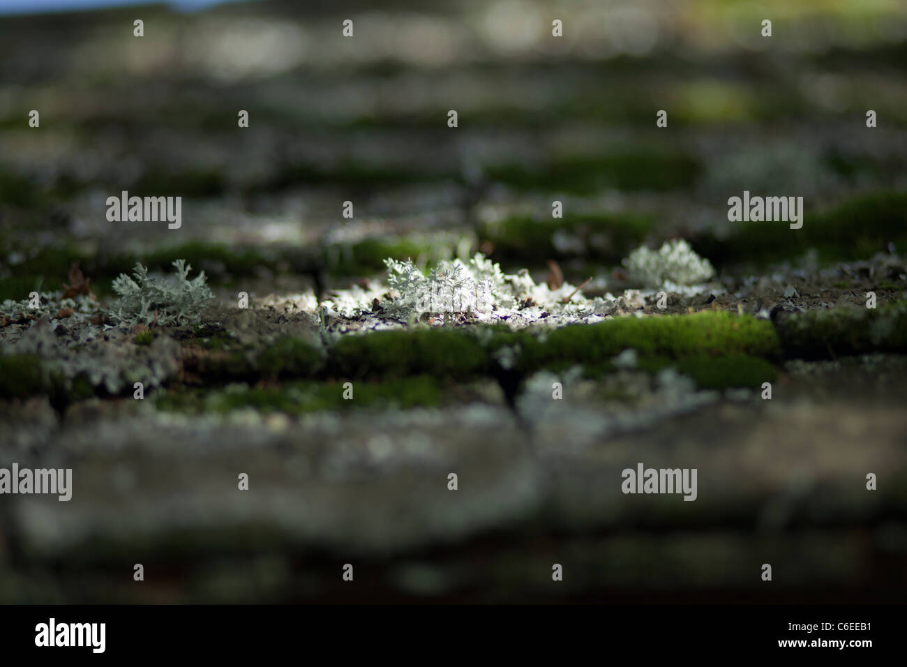 Abri de jardin toiture recouverte de lichens et mousses Banque D'Images