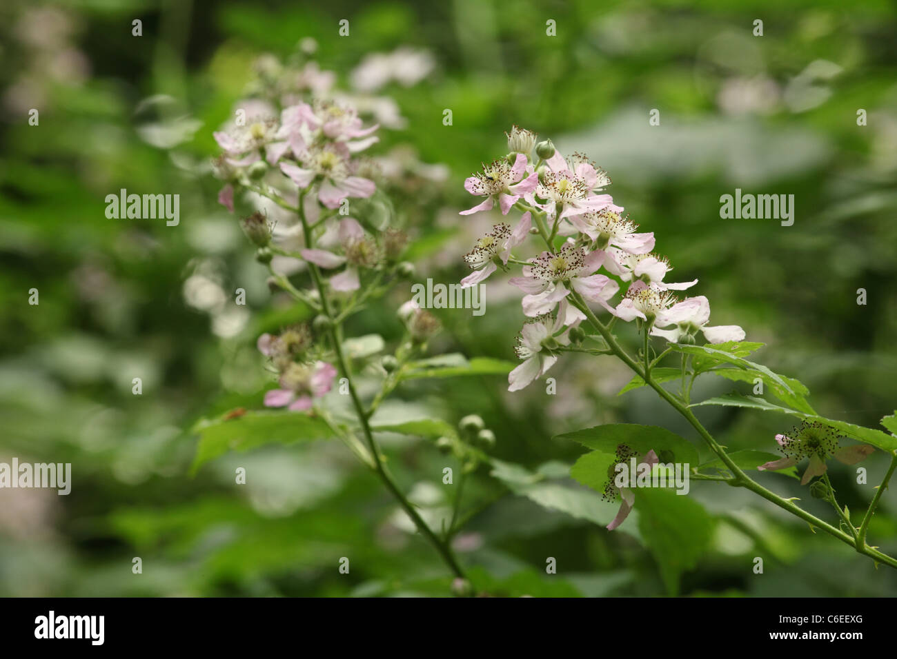 Blackberry en fleurs fleurs (Rubus fruticosus). Emplacement : petites Karpates, la Slovaquie. Banque D'Images