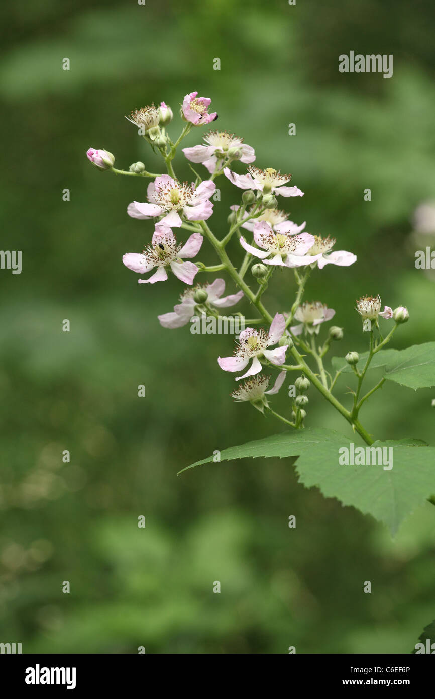Blackberry en fleurs fleurs (Rubus fruticosus). Emplacement : petites Karpates, la Slovaquie. Banque D'Images