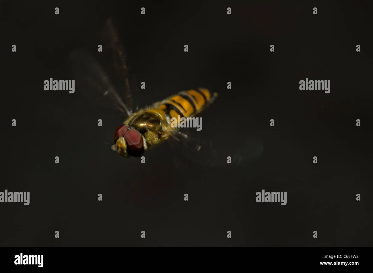 Plan Macro sur Hover fly en vol Banque D'Images