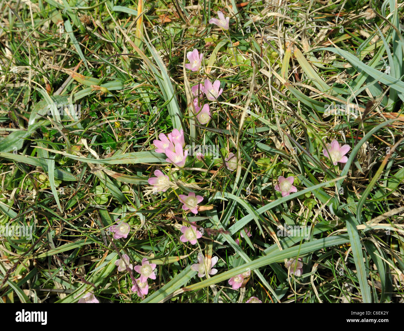 Bog Pimpernel anagallis tenella, Banque D'Images