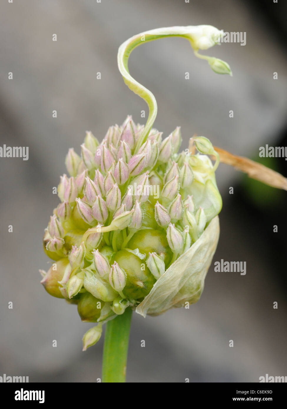 Une saucisse végétarienne traditionnelle galloise, poireaux sauvages Banque D'Images