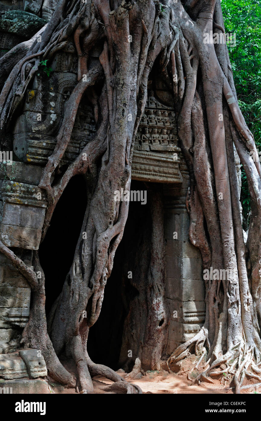 Ta Som temple complexe dédié à Dharanindravarman II près de siem reap cambodge ruines ruinées strangler fig gopura couvrant les racines Banque D'Images