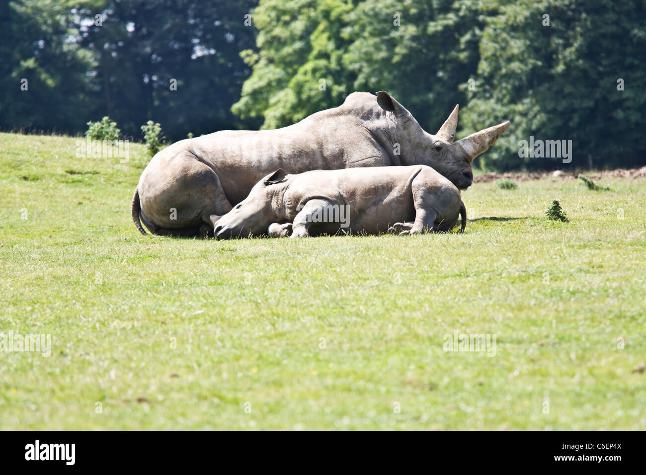 White Rhino d'Asie et de l'enfant portant sur l'herbe Banque D'Images