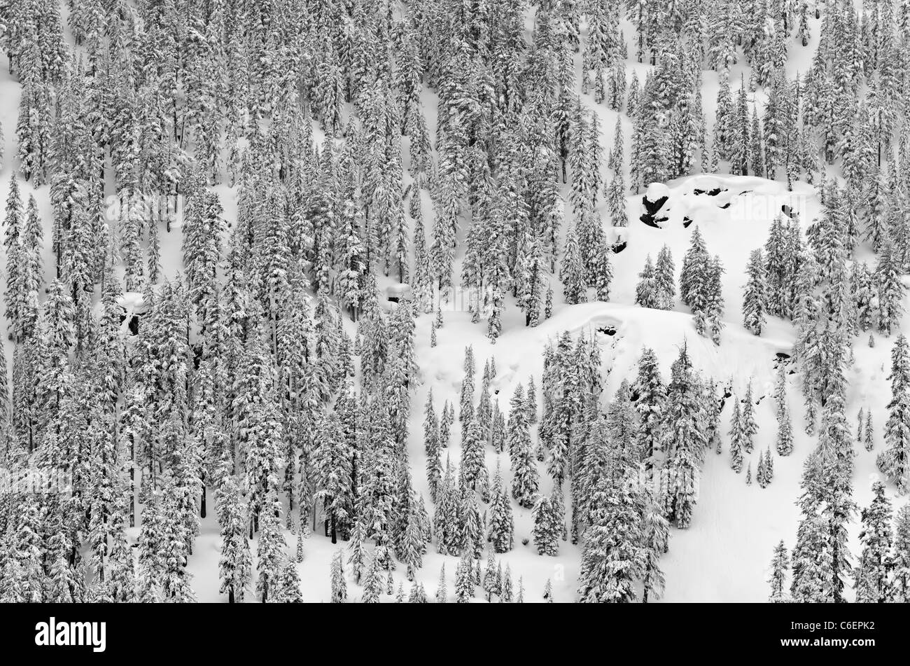 Nouvelle poudre sur les pins, Ansel Adams Wilderness, la Sierra Nevada, en Californie USA Banque D'Images