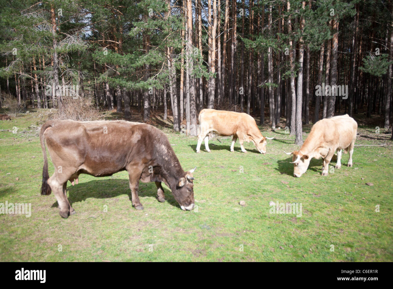 Trois vaches qui paissent dans les champs de Castille, Espagne Banque D'Images