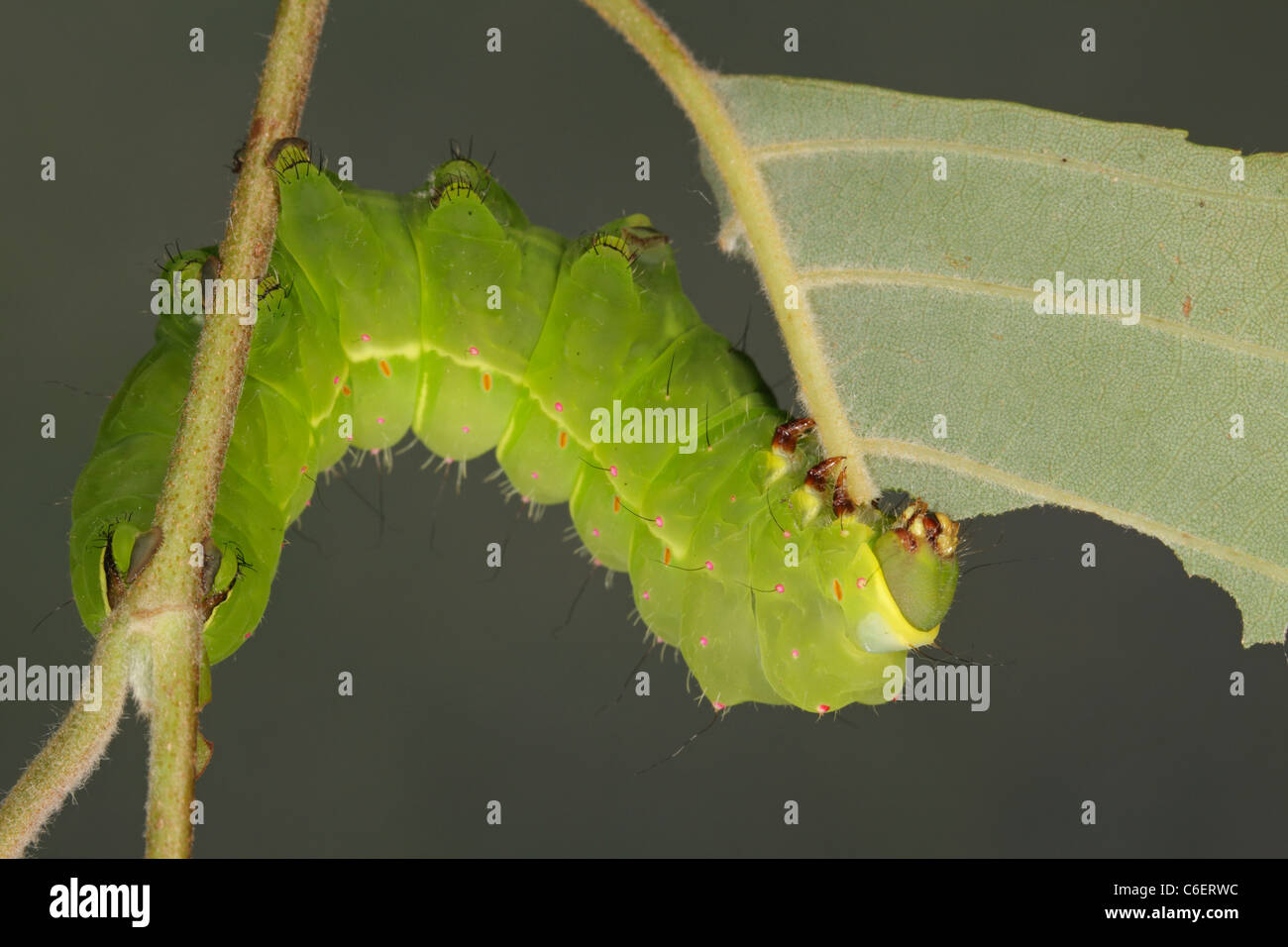 Luna moth caterpillar (Actias luna) Banque D'Images