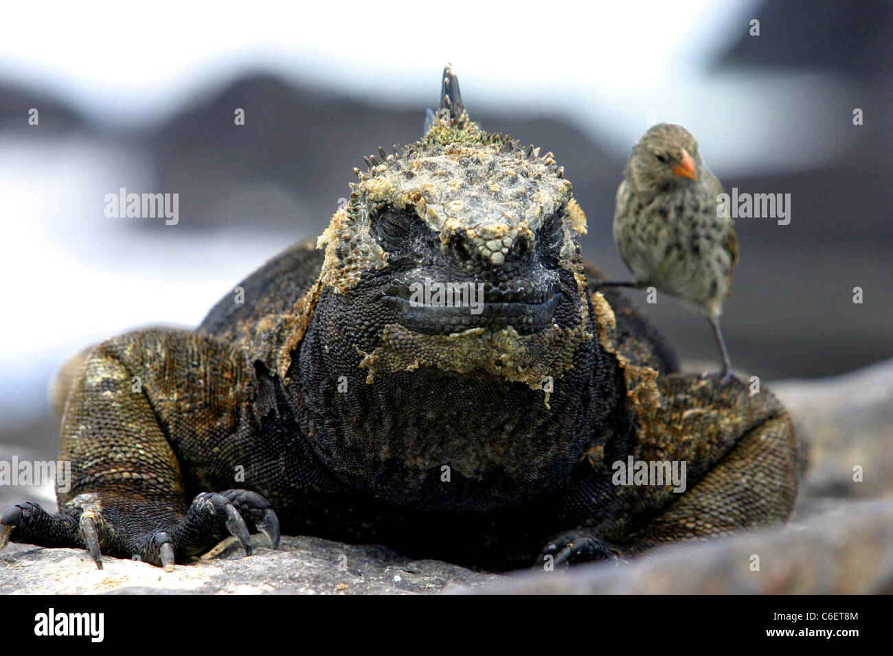 Iguanes marins (Amblyrhynchus cristatus) avec bains de soleil oiseau finch pour compagnie. L'île de San Cristobal, Galapagos, Equateur Banque D'Images