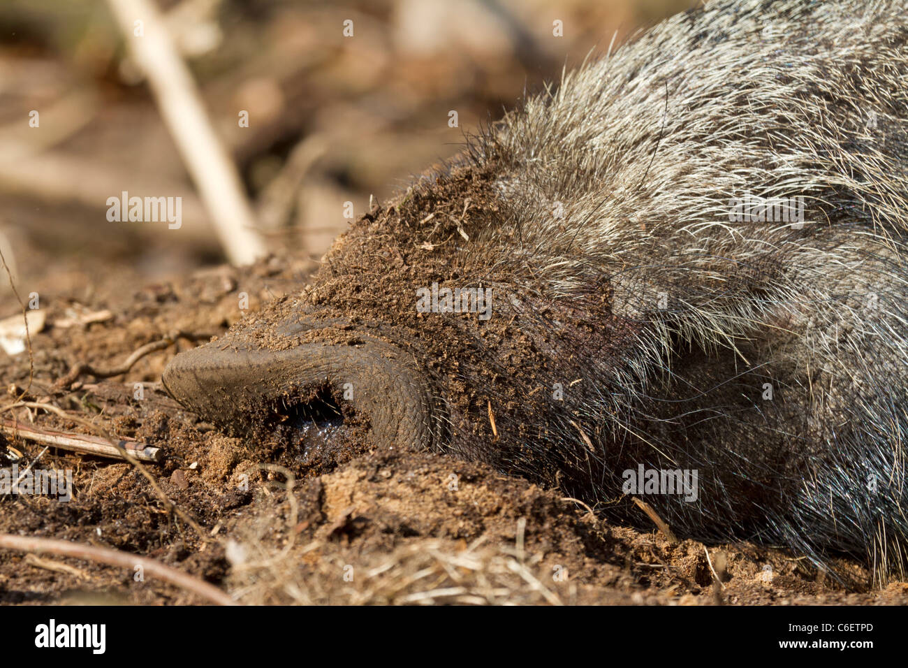 Le sanglier (Sus scrofa) Banque D'Images