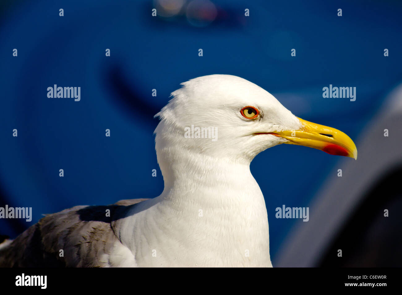 Sea Gull croate et d'attente qui pose, portrait Banque D'Images