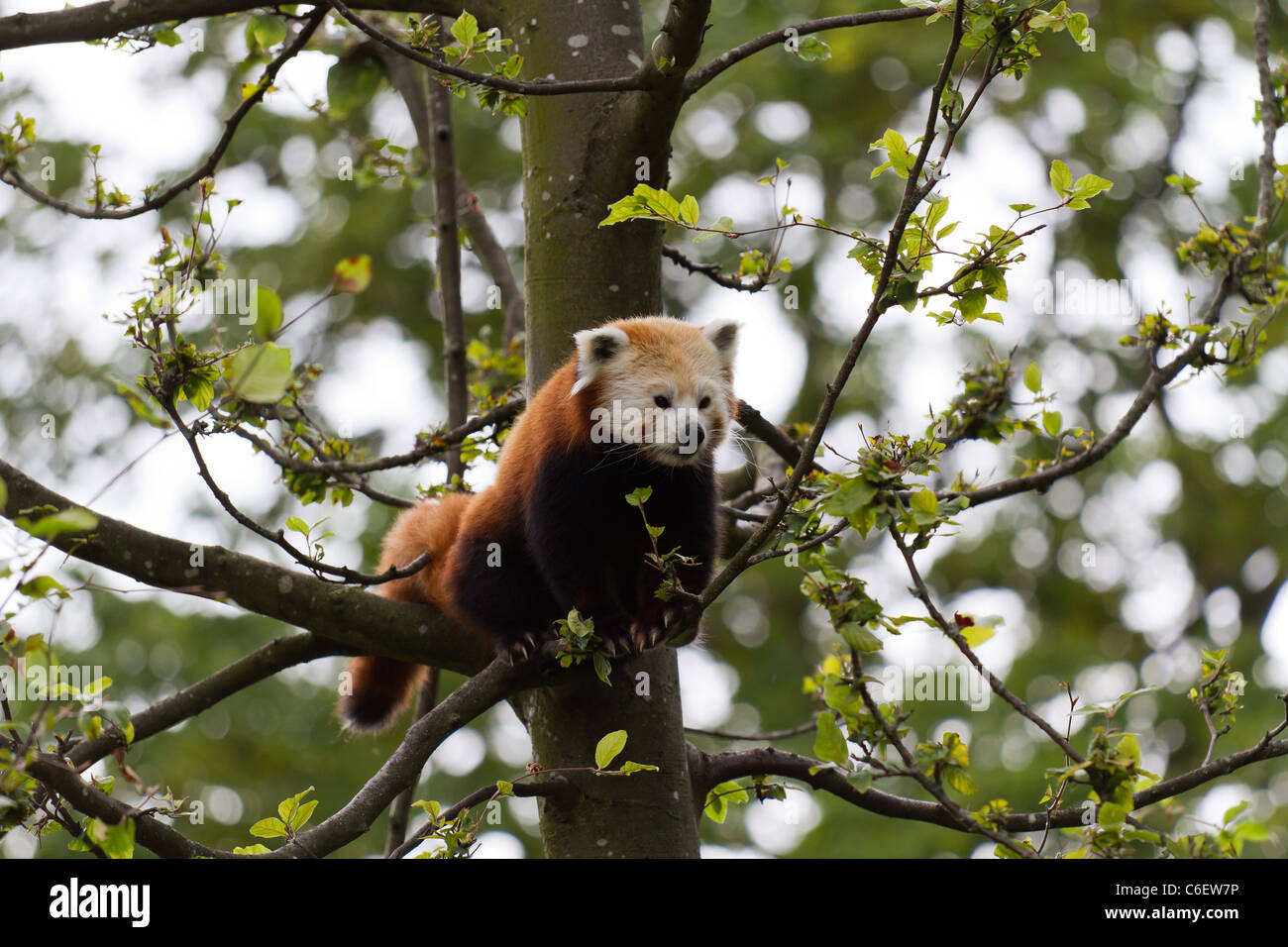 Un petit panda assis dans un arbre. Prises sur le Zoo de Chester. Banque D'Images