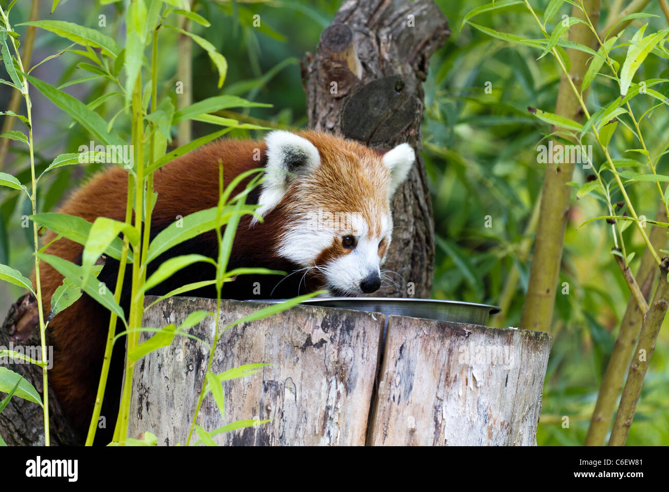 Un panda rouge à la recherche de nourriture. Prises sur le Zoo de Chester. Banque D'Images