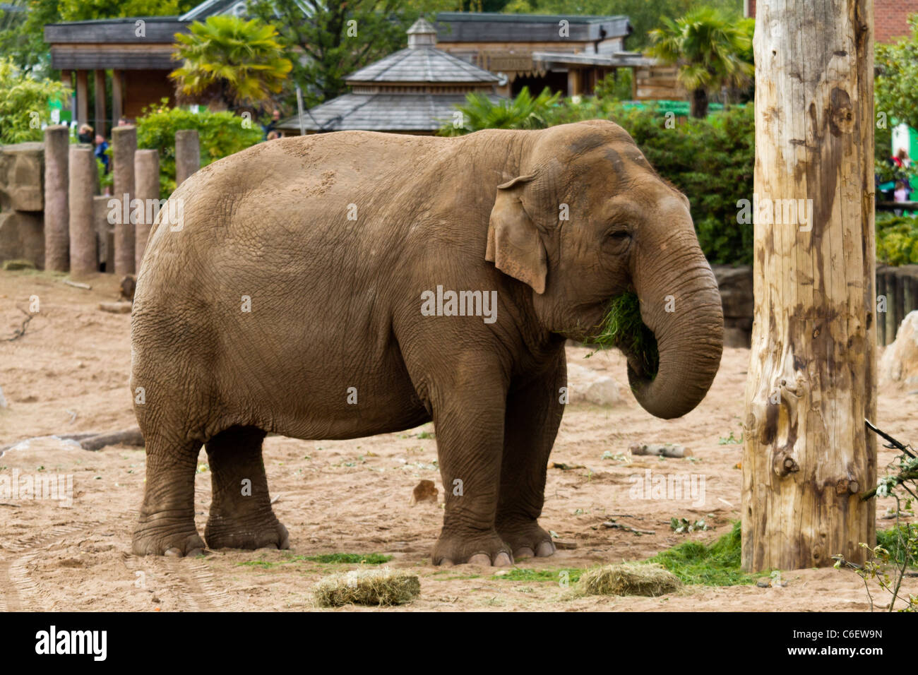 Un éléphant mange de l'herbe, prises sur le Zoo de Chester. Banque D'Images