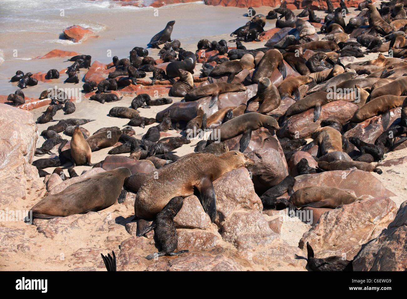 Colonie de phoques à fourrure marron, Arctocephalus pusillus, Cape Cross sur la Côte des Squelettes de la Namibie, l'Afrique Banque D'Images