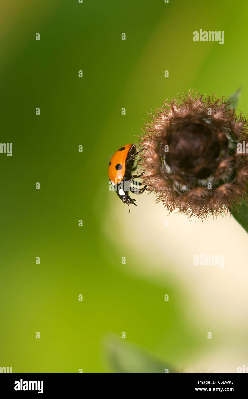 7-spot Ladybird Coccinella 7-punctata adulte sur un plant seed head Banque D'Images