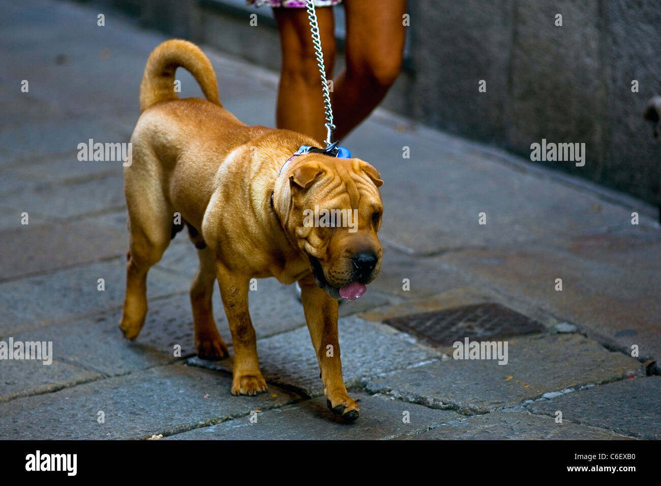 Chinese Shar-pei passage à Milan, Italie Banque D'Images