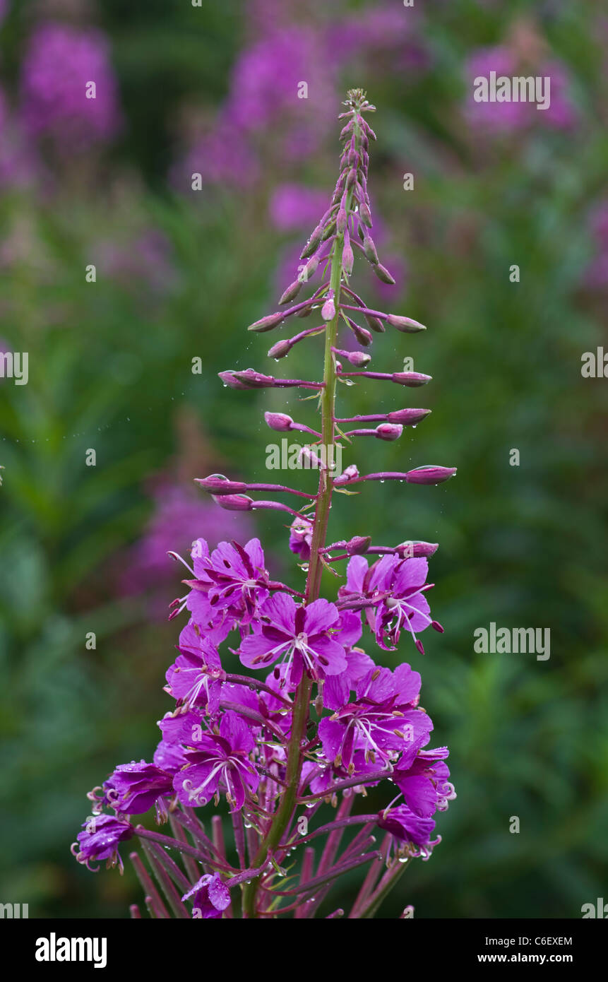 Rosebay Willowherb (), Llyn Cefni, Anglesey, Pays de Galles, Royaume-Uni Banque D'Images