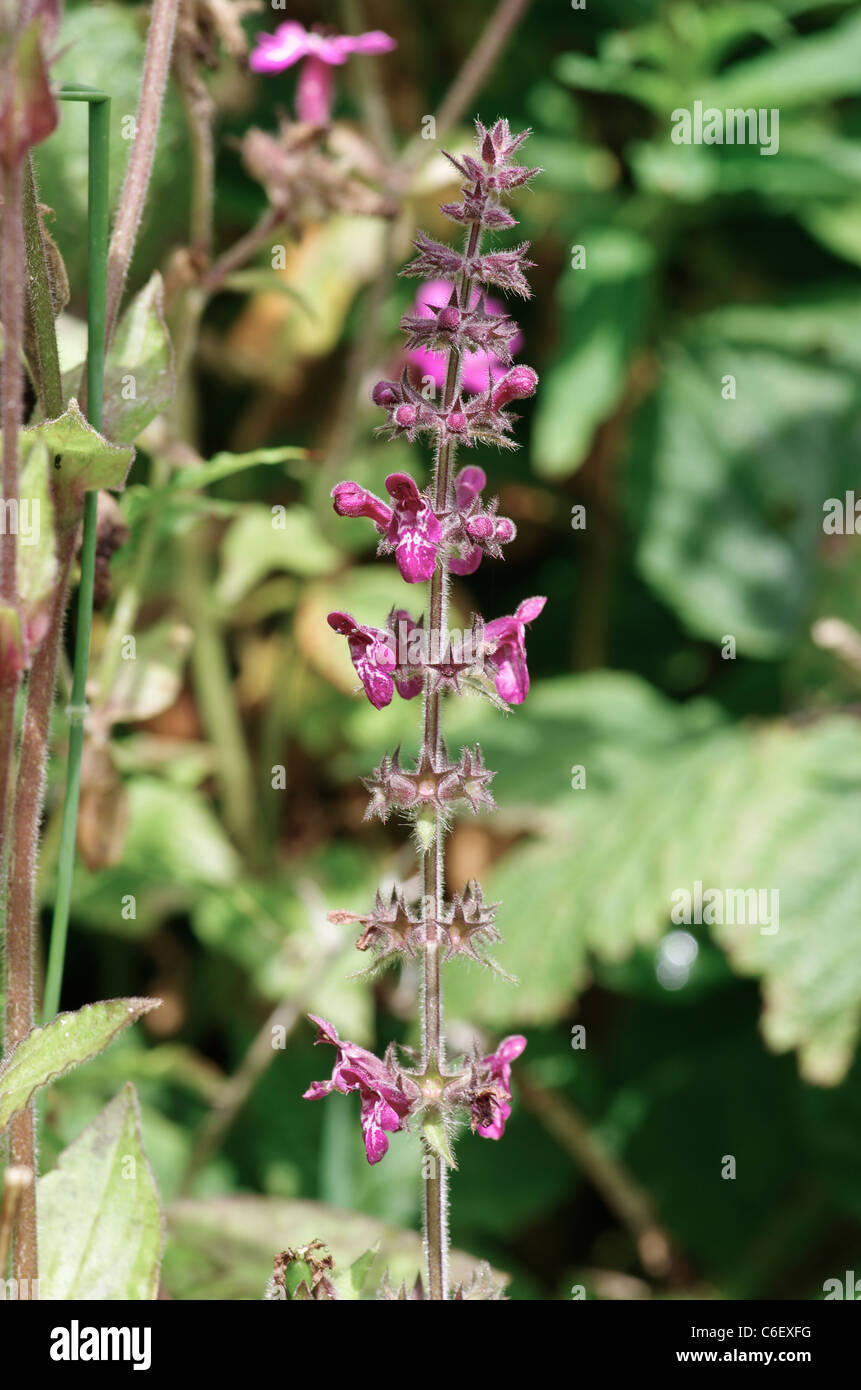 Hedge Woundwort, Llyn Cefni, Anglesey, Pays de Galles, Banque D'Images