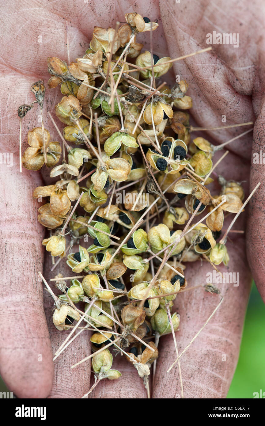 Jardiniers creux des mains tenant des gousses de graines Allium Banque D'Images