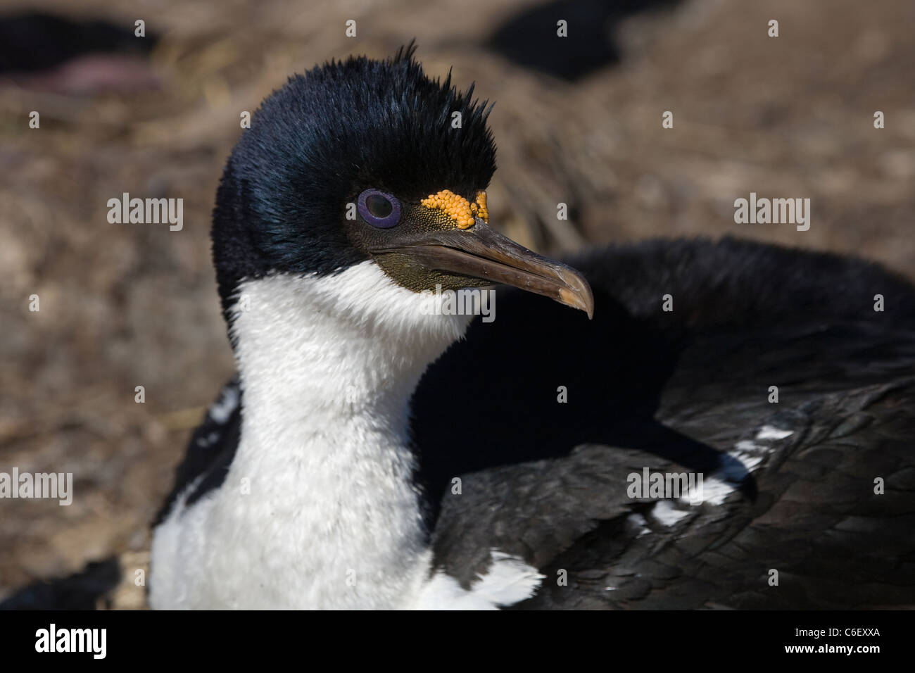 Cormoran impérial Banque D'Images