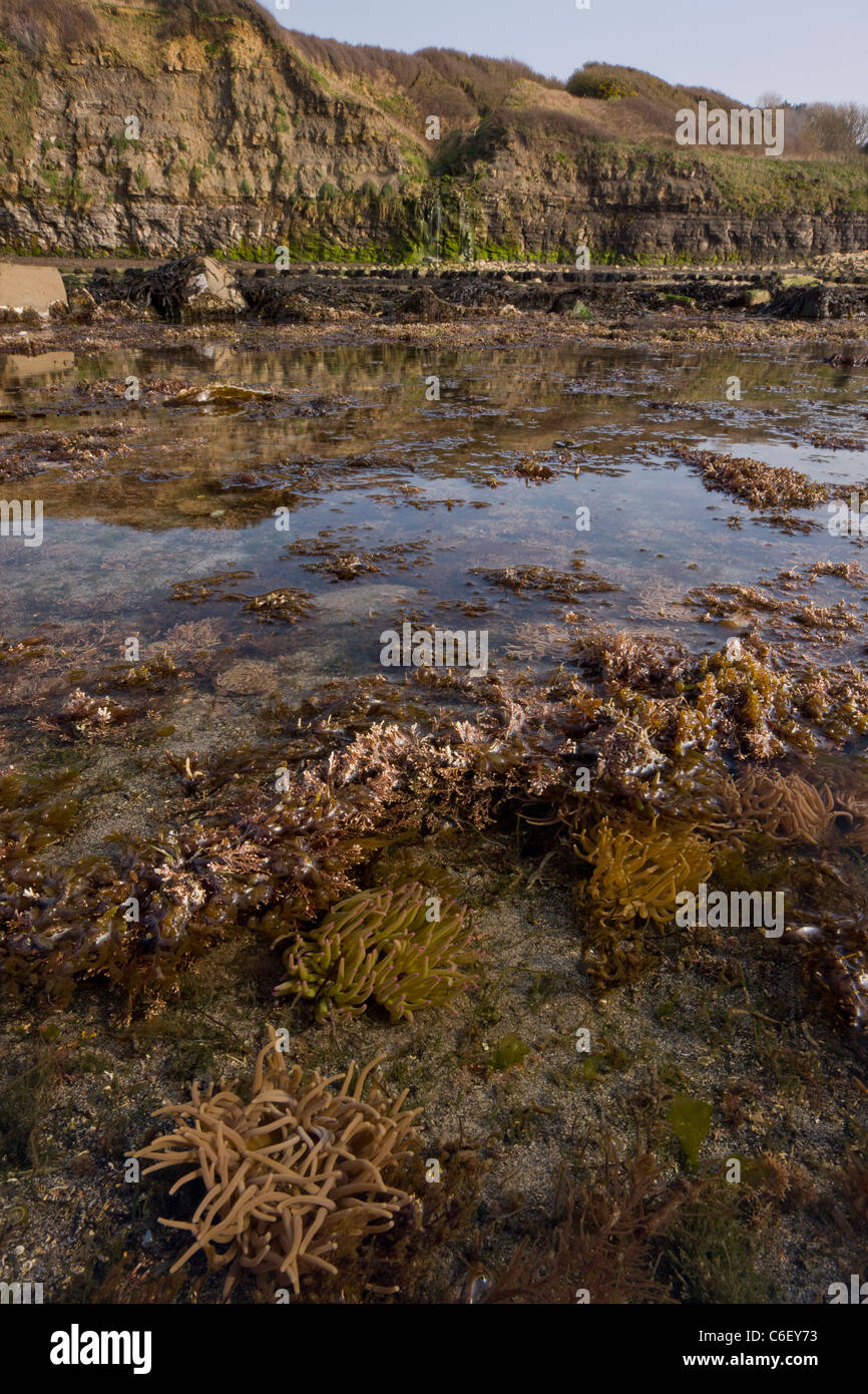 Masses de Snakelocks Anemonia viridis, anémones ( = sulcata) dans la piscine dans les rochers à marée basse, la baie de Kimmeridge, Dorset Banque D'Images