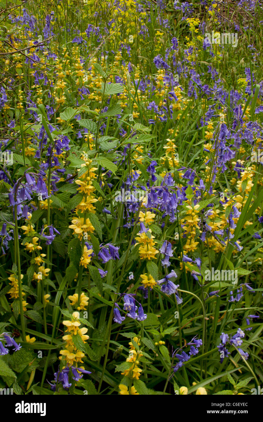 Jacinthes et Archange jaune au printemps, dans le bois de Garston (réserve naturelle RSPB) Dorset Banque D'Images