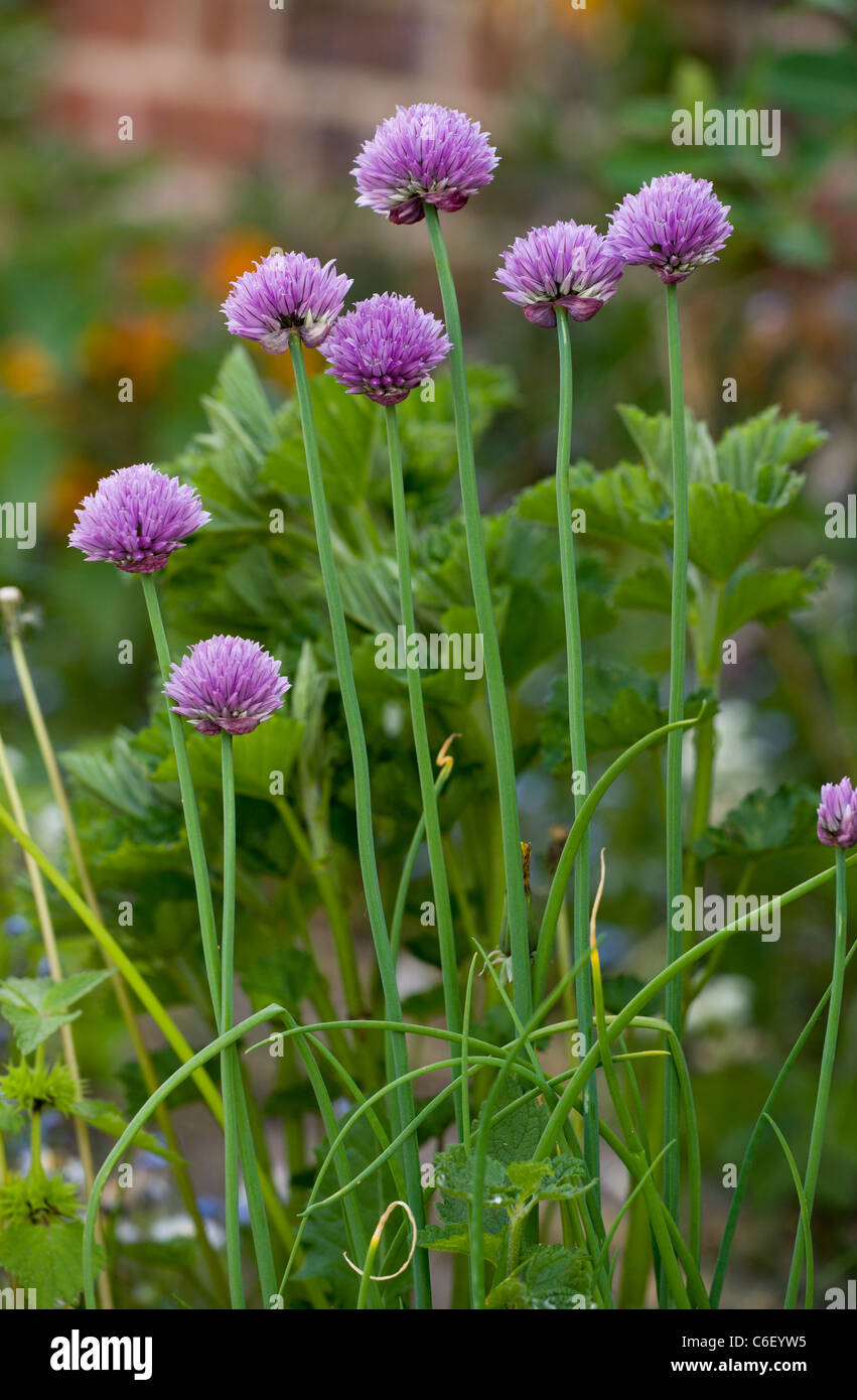 La ciboulette Allium schoenoprasum dans un jardin d'herbes, de Norfolk. Banque D'Images