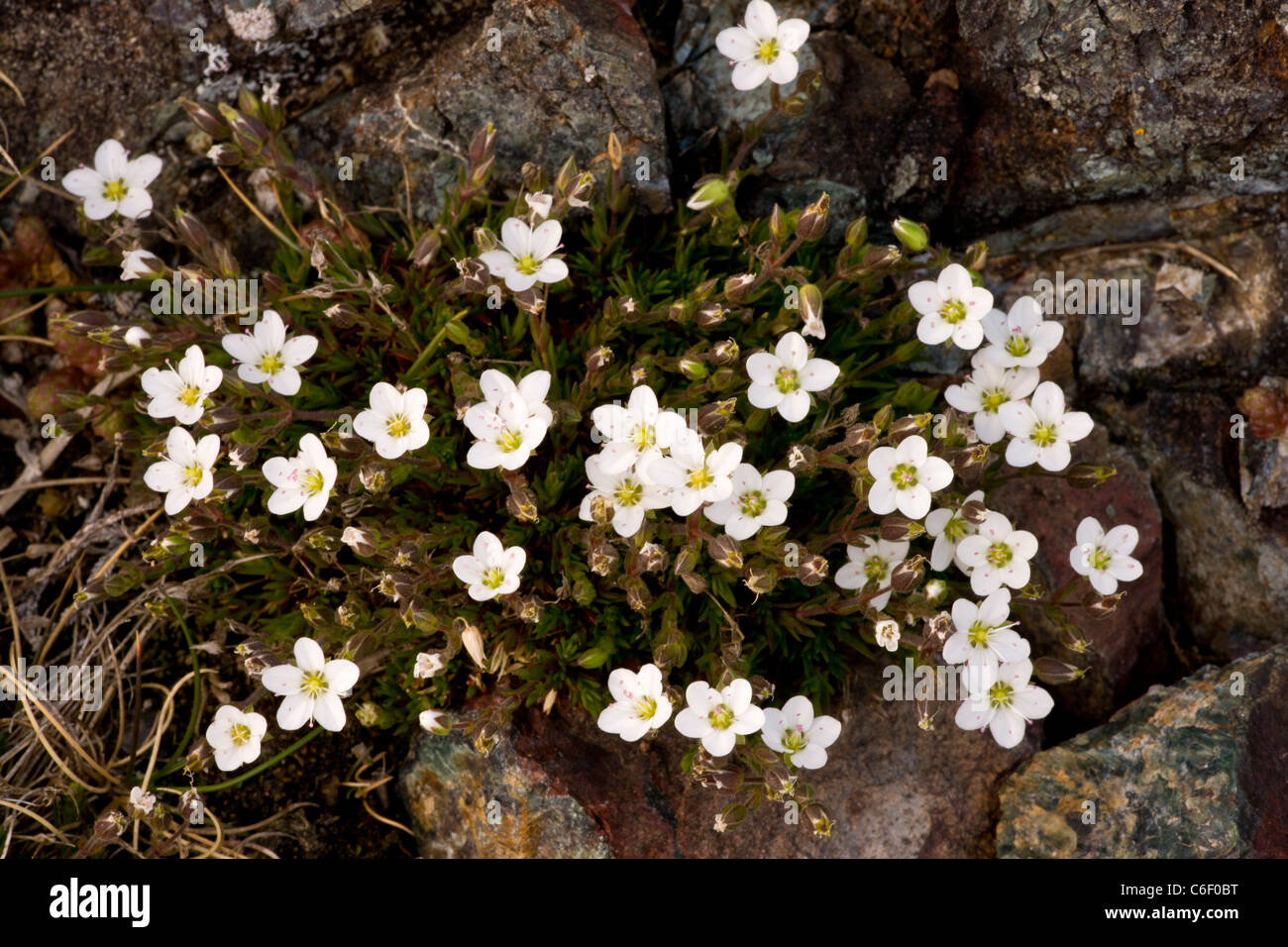 Sabline Printemps, Minuartia verna côtière, dans le lézard, Cornwall. Banque D'Images