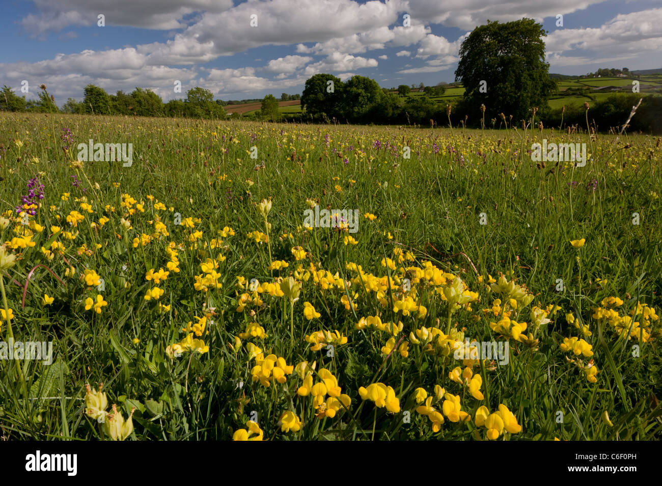 Belle fleur de prairie riche, avec de lotier corniculé, au printemps à Hardington Moor NNR (réserve naturelle nationale), Somerset. Banque D'Images