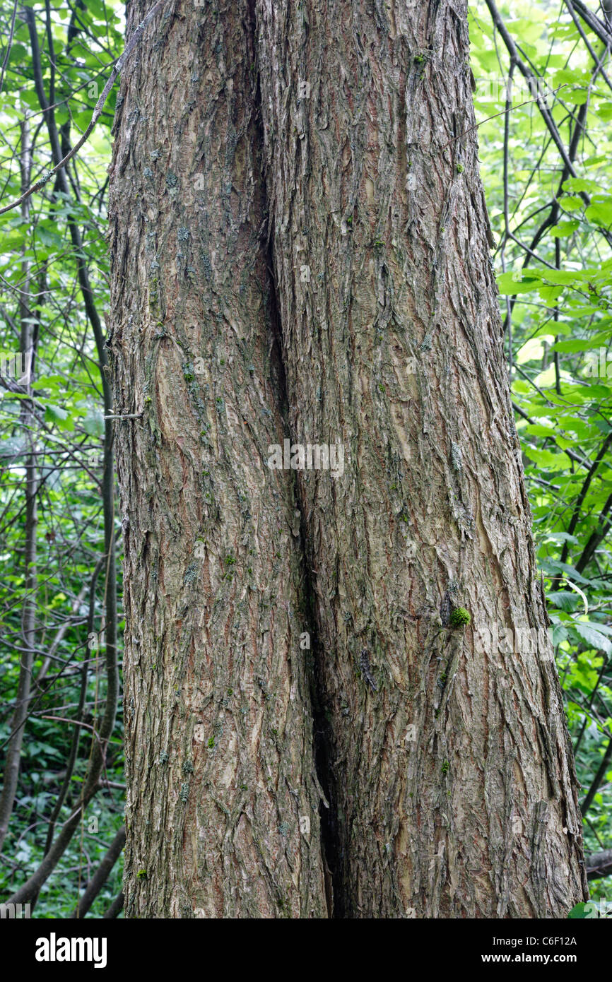 Écorce d'Orme d'Amérique (Ulmus americana) - arbre - pendant les mois d'été à Albany, New Hampshire, USA Banque D'Images