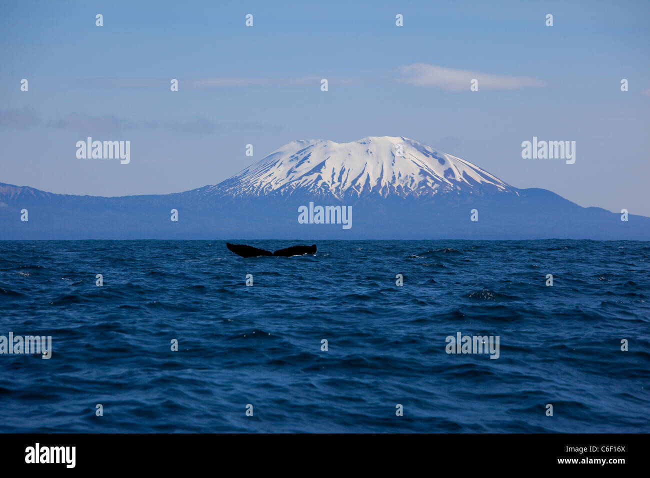 Rorqual à bosse, Mt. Ino, Sitka, Alaska Banque D'Images