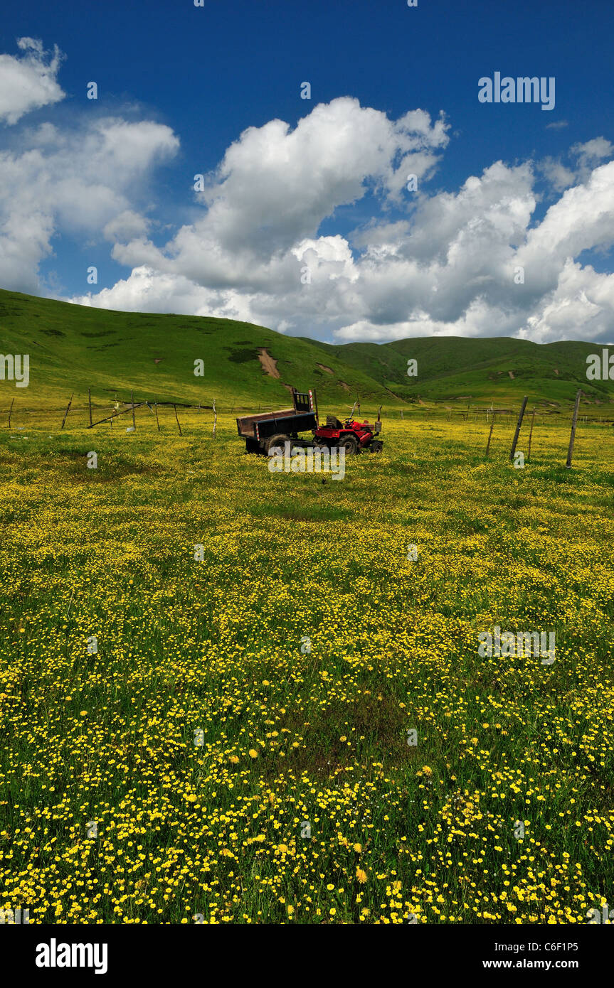 Un tracteur rouge garé en plein épanouissement de fleurs sauvages. Au Sichuan, en Chine. Banque D'Images