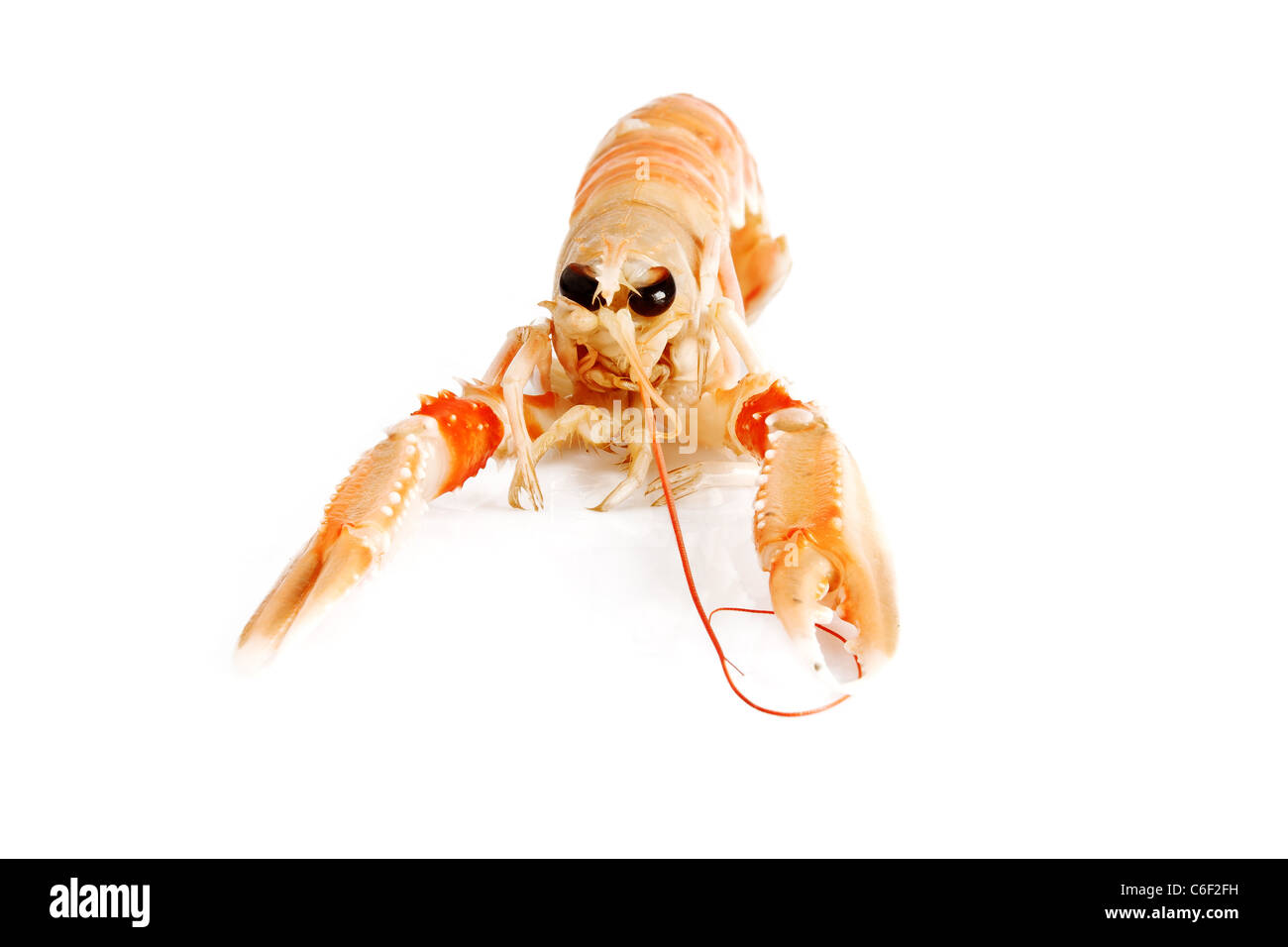 Détail d'une crevette rouge sur fond blanc Banque D'Images