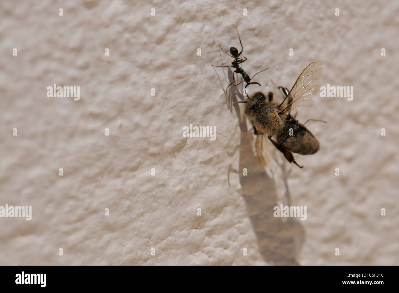 La puissance étonnante de fourmis Banque D'Images