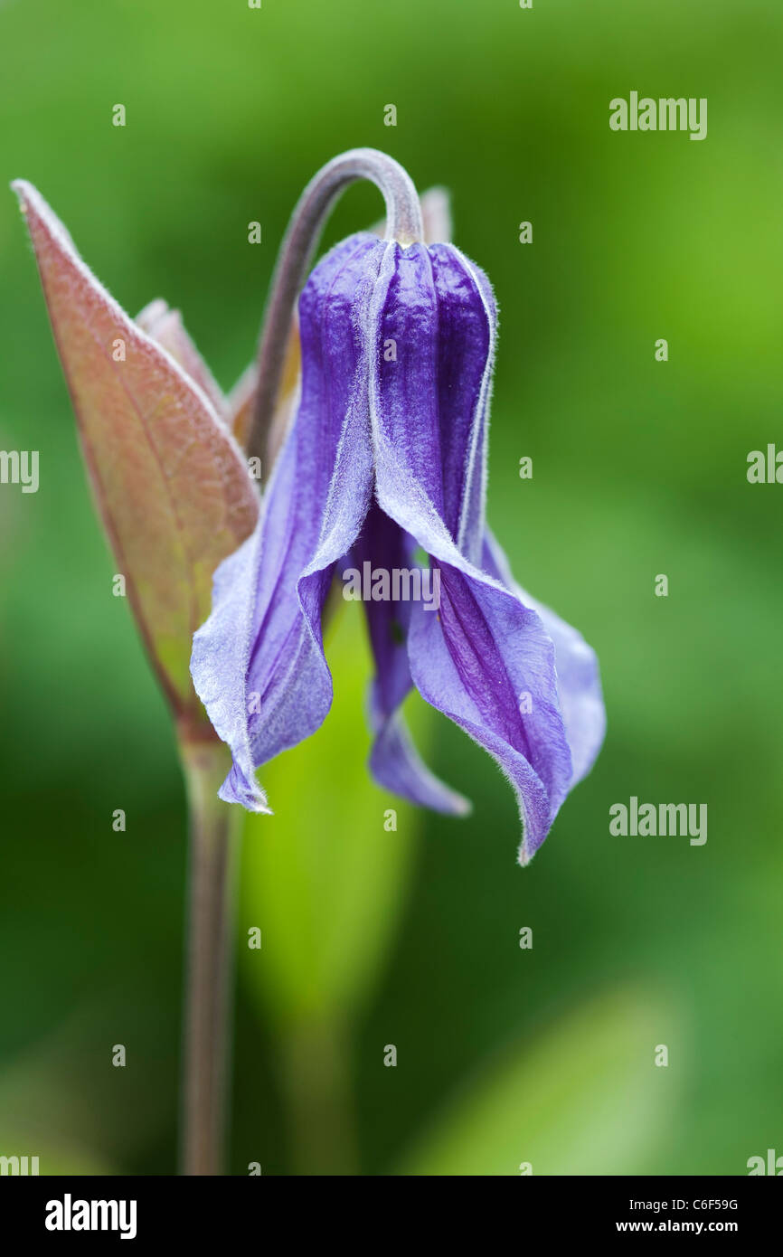 Clematis integrifolia. Seule fleur bleue. Banque D'Images