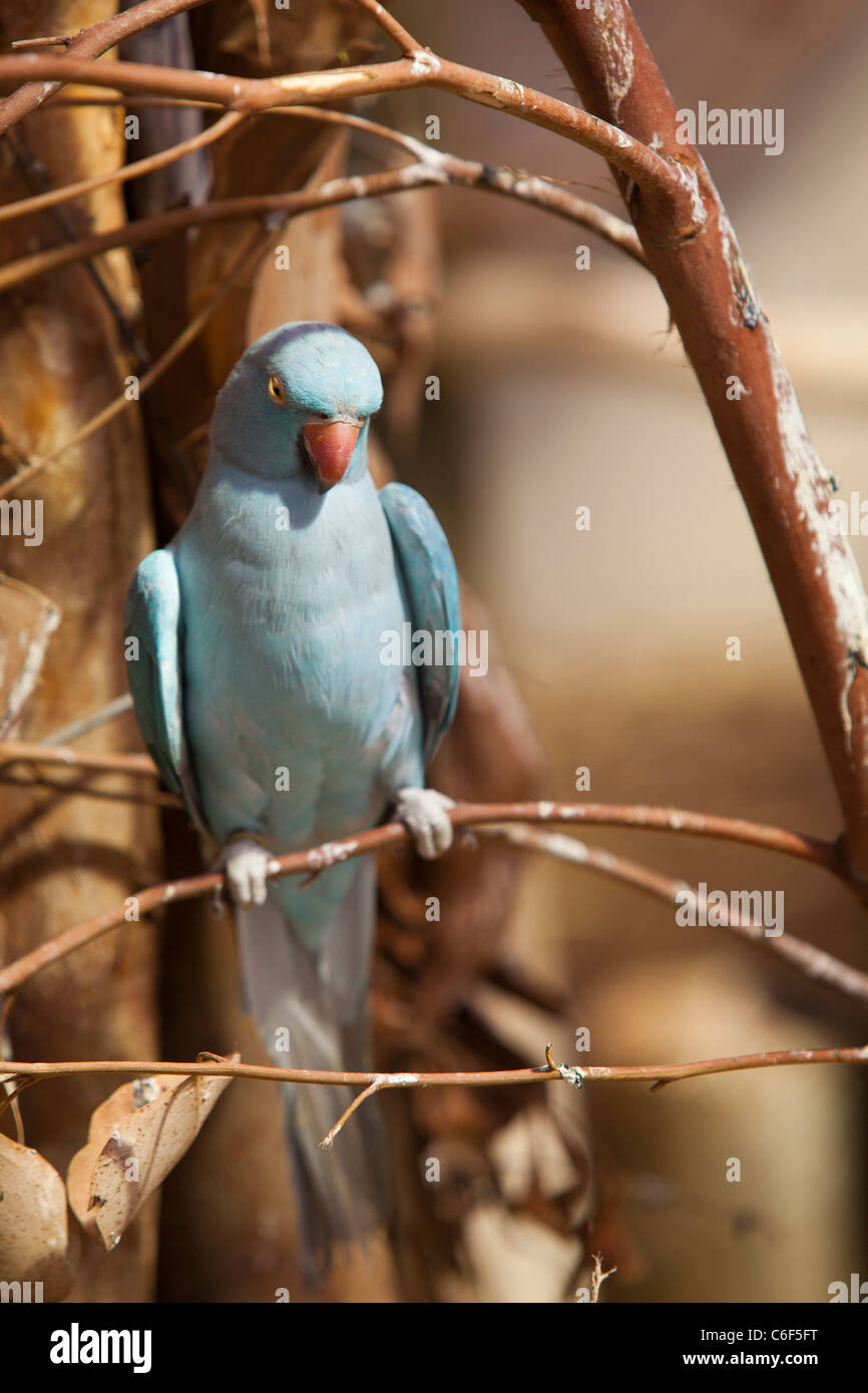 Un perroquet à collier bleu dans un arbre à Butterfly World, Klapmuts,  Afrique du Sud Photo Stock - Alamy