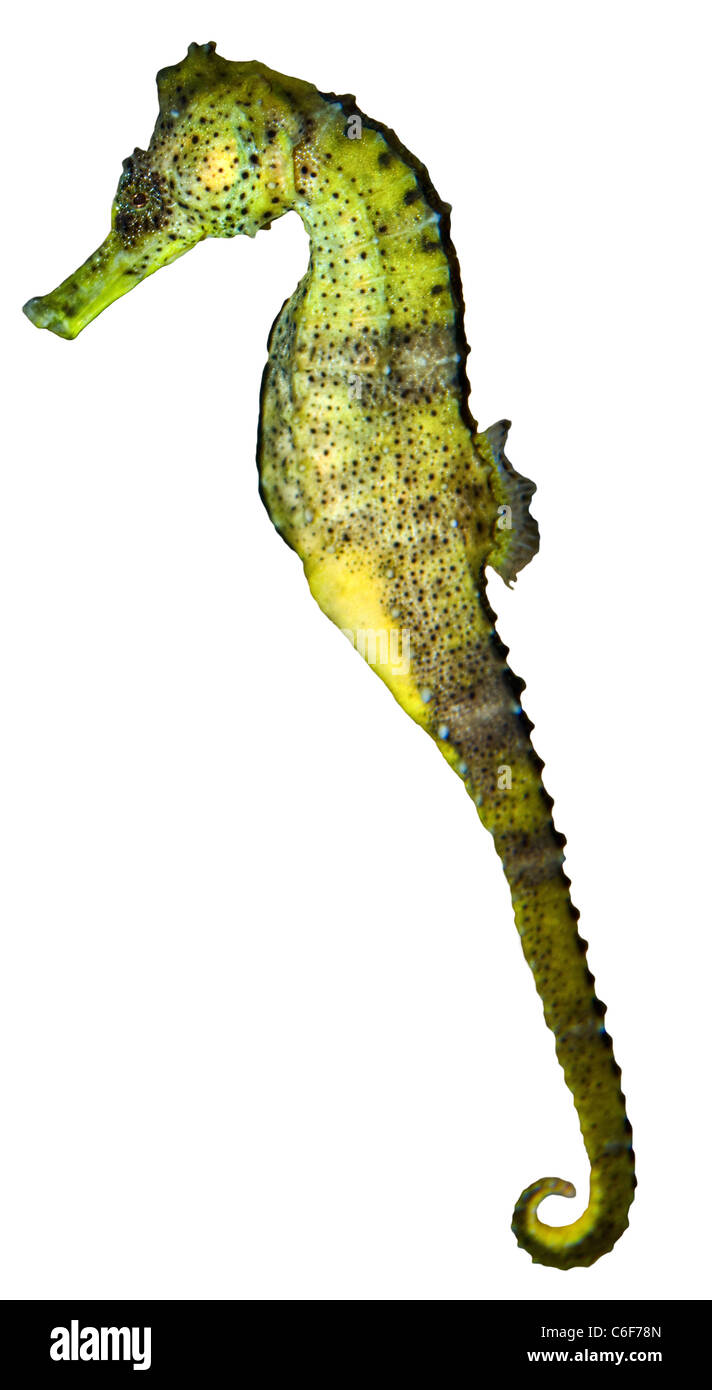 Seahorse close up cut out. Vue depuis le côté. Gros plan (macro) Banque D'Images