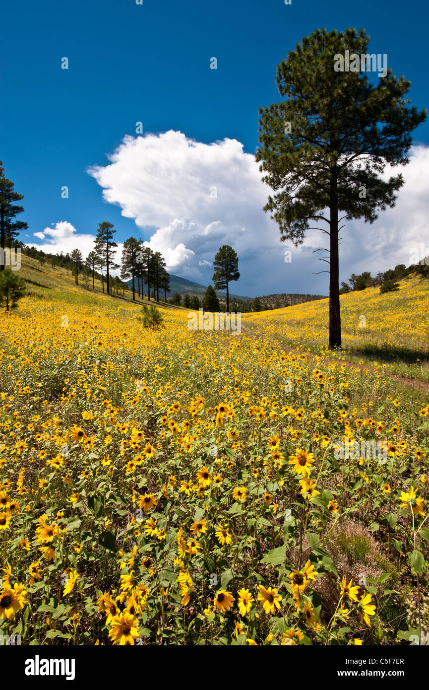 Le tournesol est une commune largement ramifiée, stout, annuel 1 1/2-8 ft. de hauteur, avec des feuilles et tiges velues grossièrement. Fleur terminale. Banque D'Images