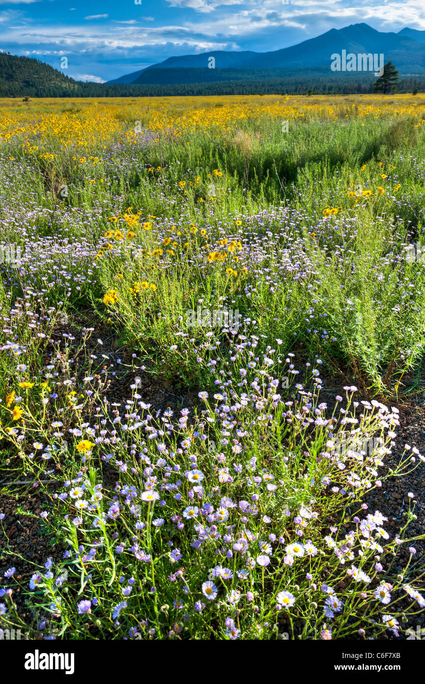 Fleabane tremble et la bigelovie blanket Bonito Meadow au nord de Flagstaff, AZ. Banque D'Images