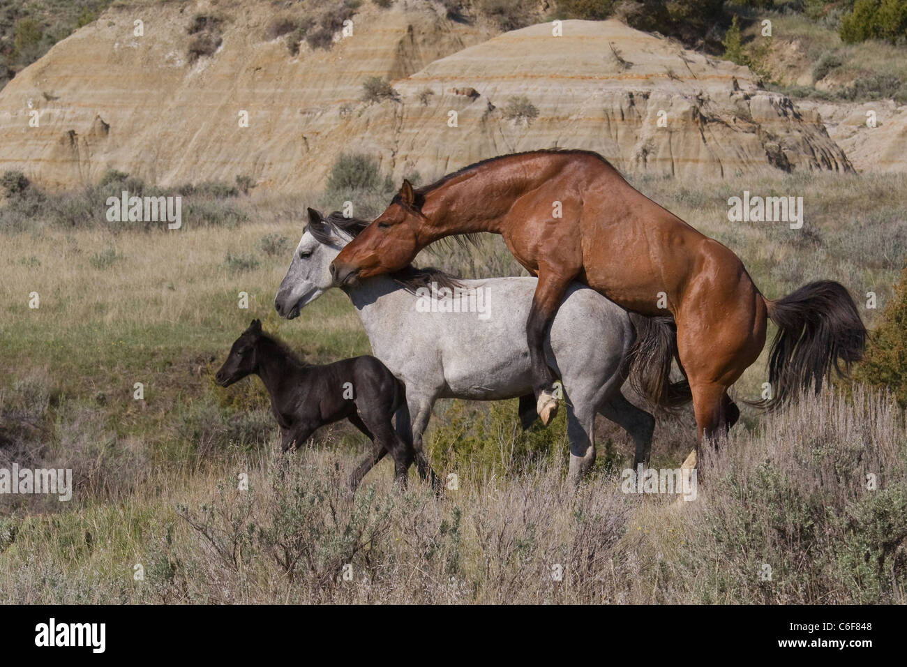 Stallion mating Banque de photographies et d'images à haute résolution -  Alamy