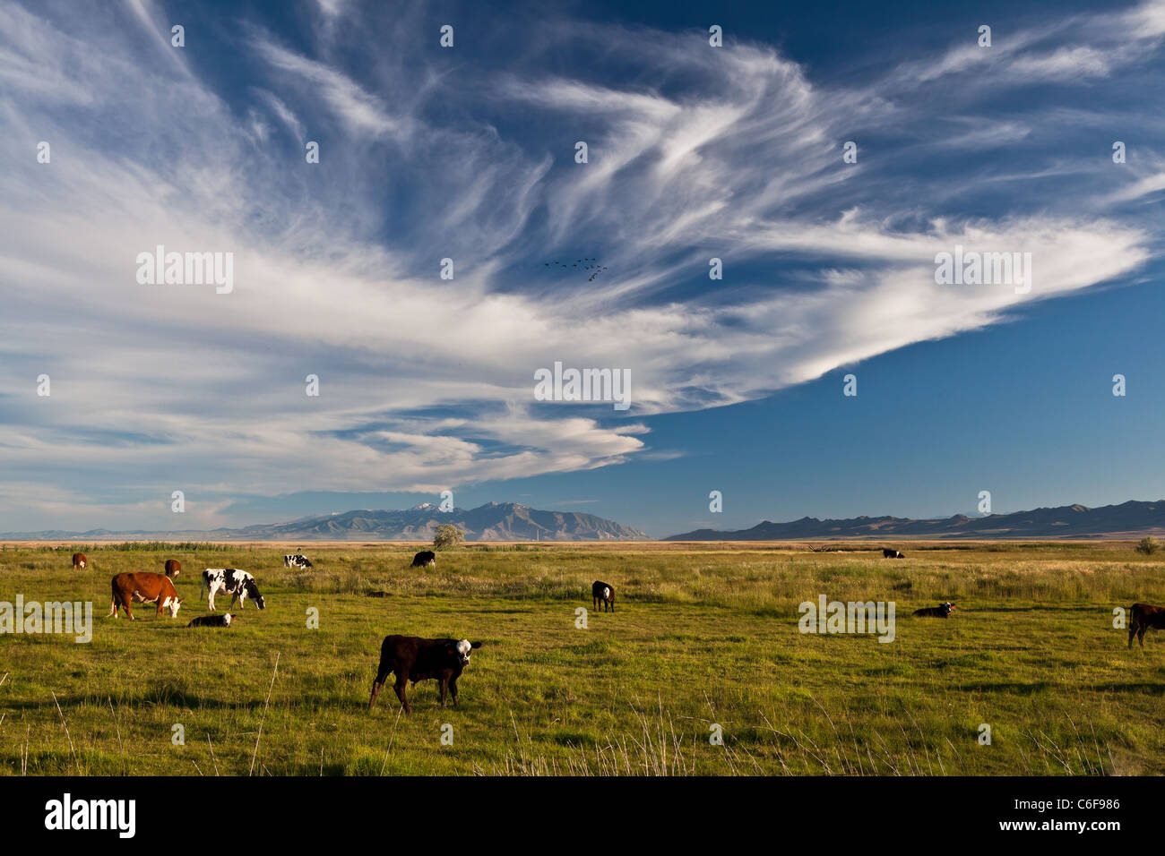 Vaches et veaux dans un pâturage avec des nuages au-dessus Banque D'Images