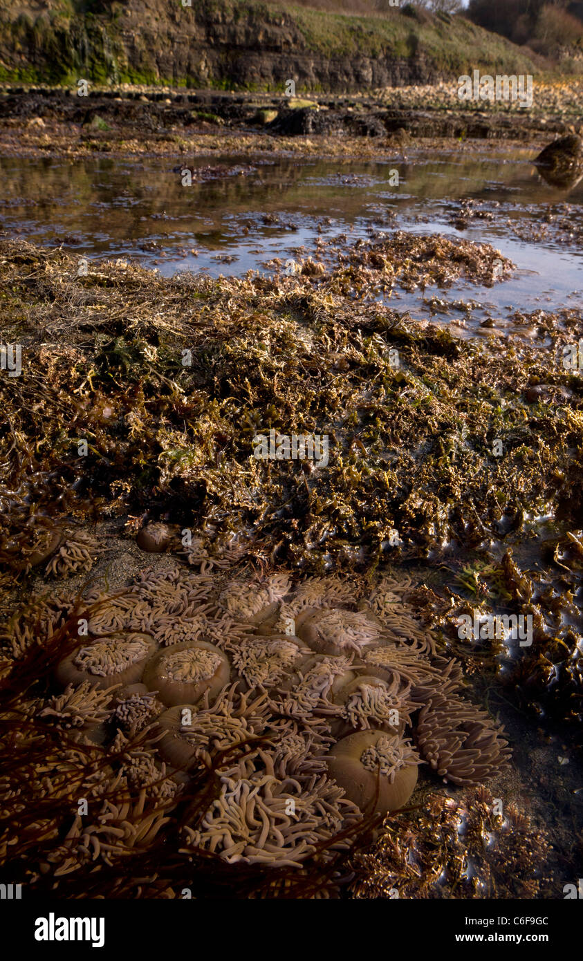 Masses de Snakelocks Anemonia viridis, anémones ( = sulcata) dans la piscine dans les rochers à marée basse, la baie de Kimmeridge, Dorset Banque D'Images