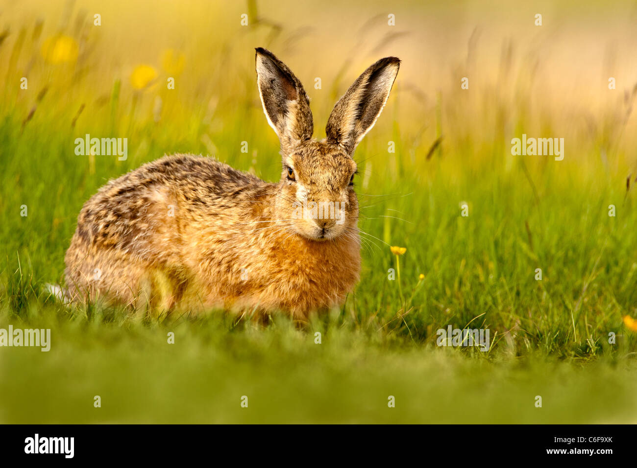 Lepus europaeus - European brown hare Banque D'Images