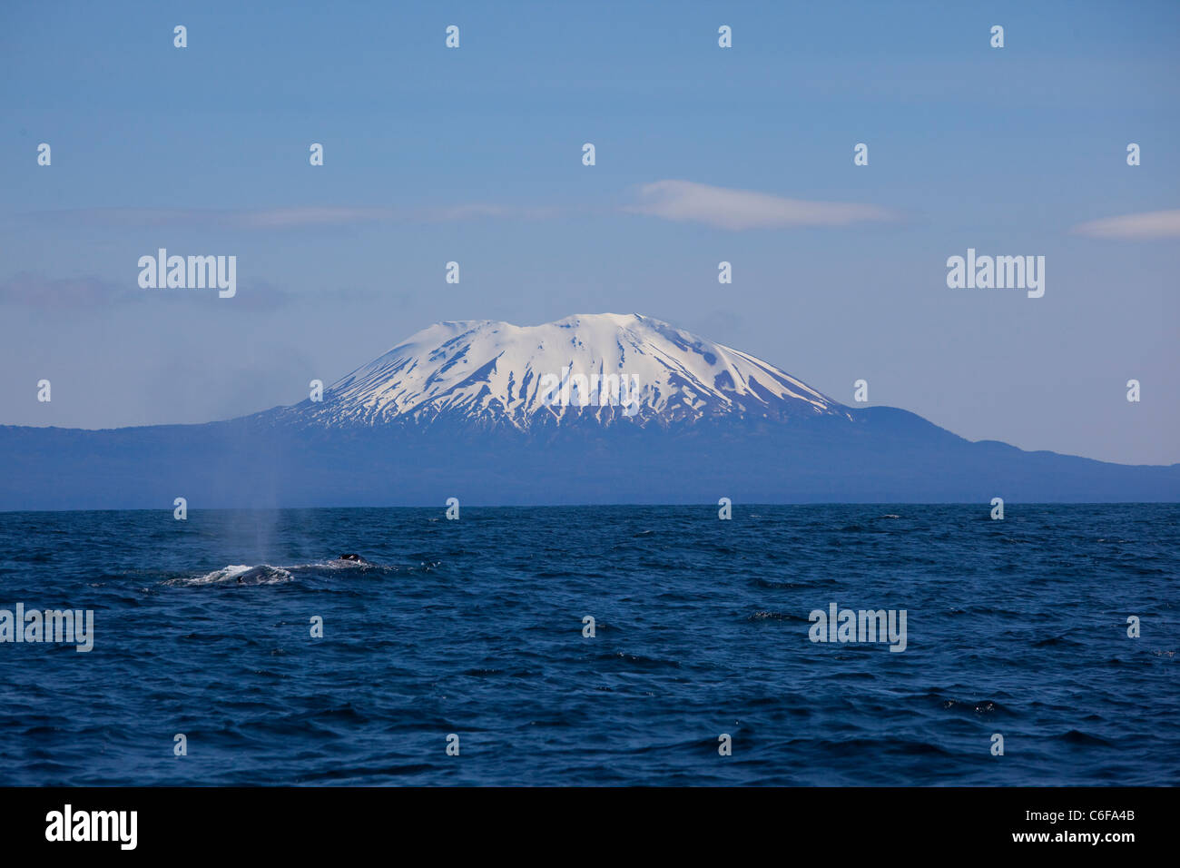 Rorqual à bosse, Mt. Ino, Sitka, Alaska Banque D'Images