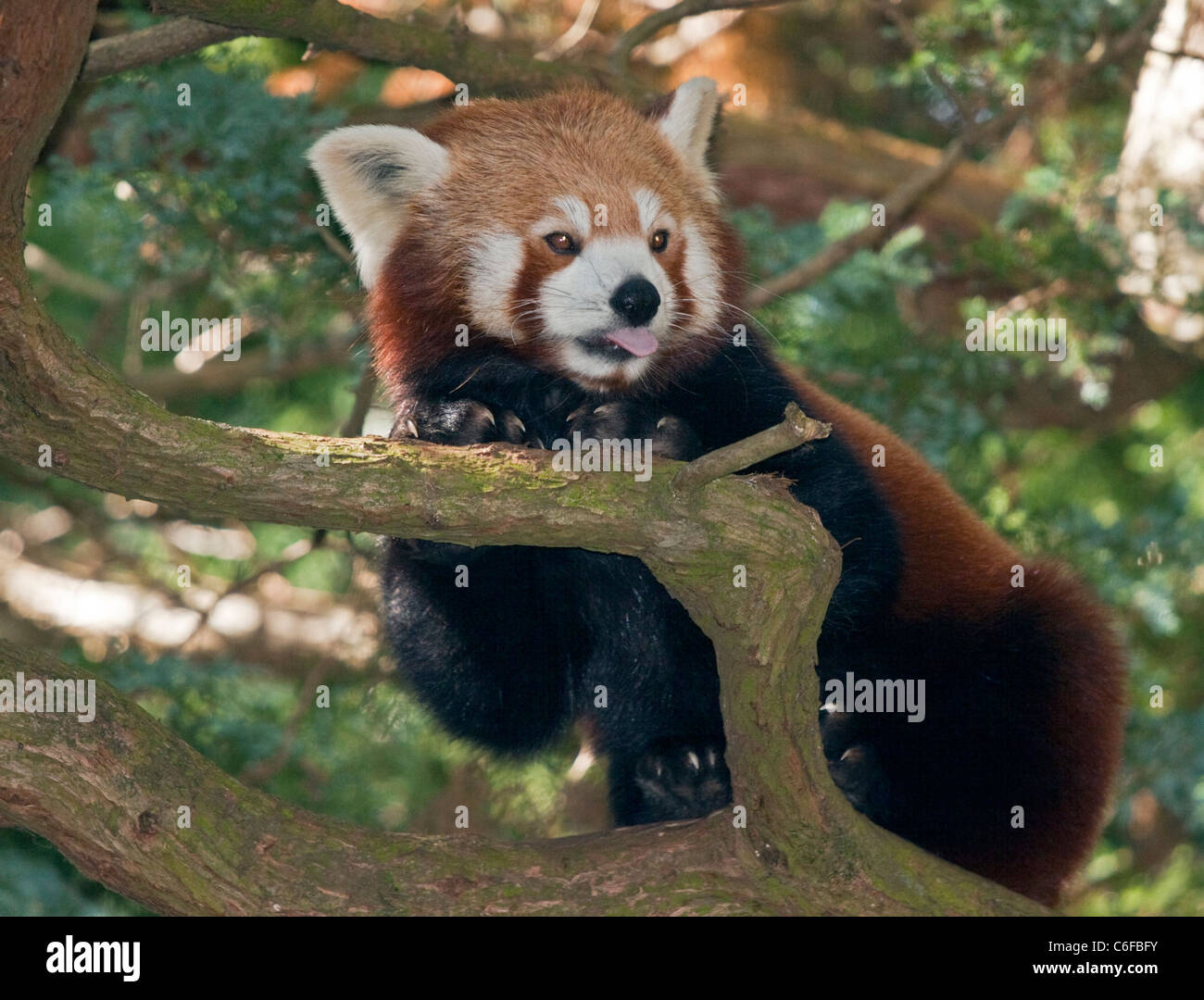 Le panda rouge (Ailurus fulgens) escalade un arbre Banque D'Images