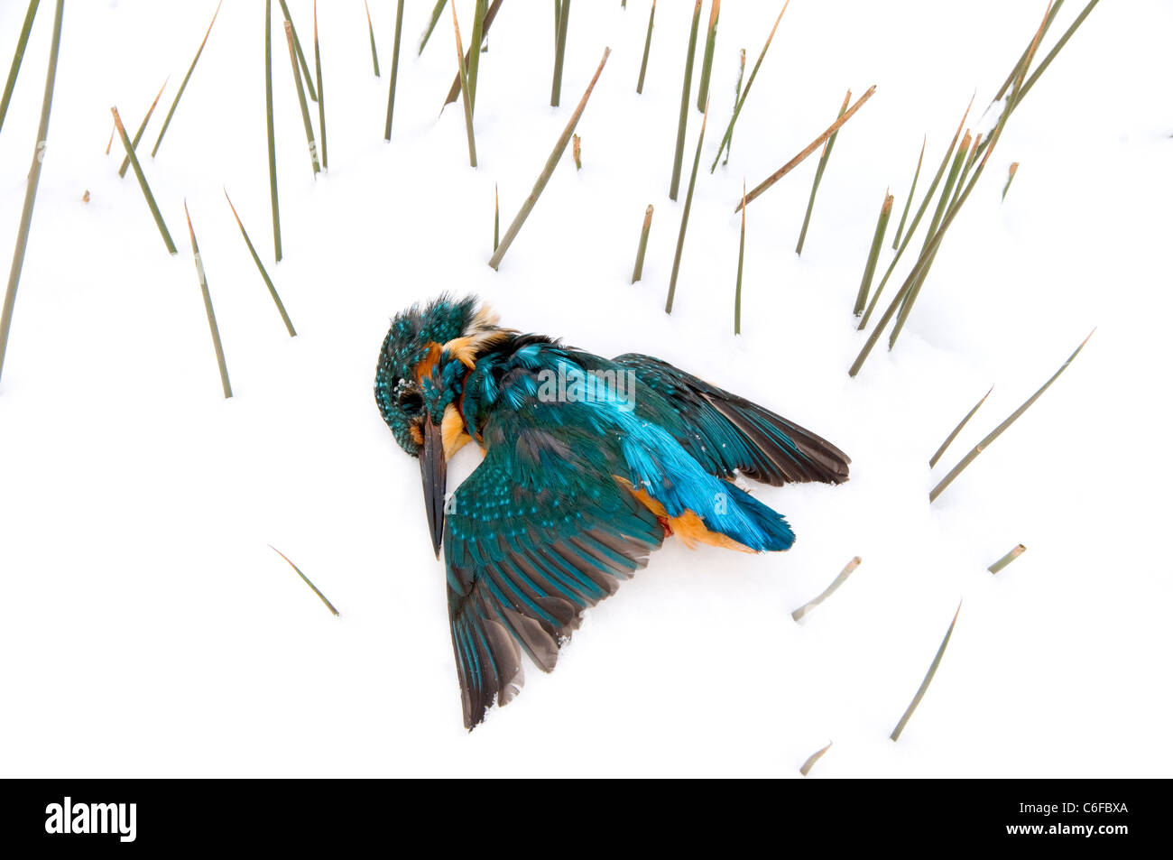 Mort de Kingfisher dans la neige. Banque D'Images